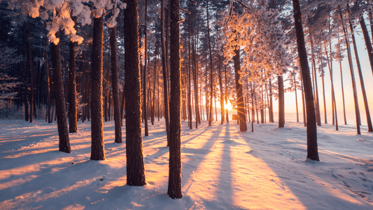 Winter BBQ Essentials: The Ultimate Setup for All-Weather Grilling